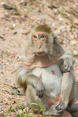 Naklejka premium Monkeys at liberty