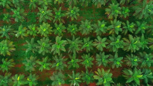 Descending aerial tight shot of a coyol palm plantation, growing macauba for oil production
