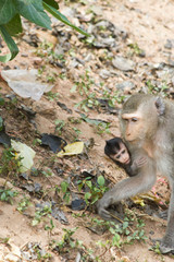 Monkeys at liberty