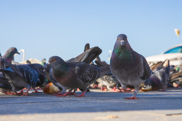 two pigeons on the roof