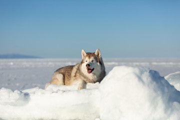Cute andr happy Siberian husky dog lying on ice floe and snow on the frozen sea background.