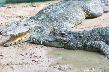Crocodile on walk