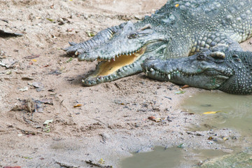 Crocodile on walk