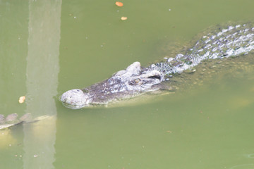 Fototapeta premium Crocodile on walk