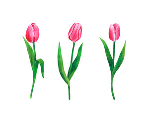 Flowers Tulips watercolor illustration botanical spring decoration design greeting card invitation