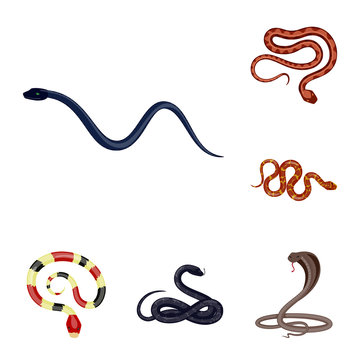 Vector design of poison and evil logo. Collection of poison and bite vector icon for stock.