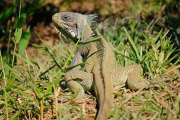 Green Iguana, Iguana Iguana, also known as the American Iguana, Pantanal, Porto Jofre, Mato Grosso, Brazil
