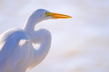 Beatiful portrait close up of Great egret, Egretta Alba, in the Pantanal, Porto Jofre, Mato Grosso Do Sul, Brazil