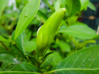 A Gardenia Flower Bud