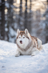 Beautiful, happy and free Siberian Husky dog lying on the snow path in the winter forest at sunset.