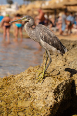Western reef heron (Egretta gularis) also called the western reef egret. The bird stands on a stone and cleans the plumage on the shore of the red sea. Sharing the beach area with people and animals.