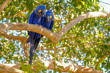 Hyacinth Macaw, Anodorhynchus Hyacinthinus, or Hyacinthine Macaw, Pantanal, Mato Grosso do Sul, Brazil