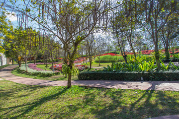Flower field beautiful in the gardening of background,Garden spring season flowers