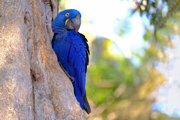 Hyacinth Macaw, Anodorhynchus Hyacinthinus, or Hyacinthine Macaw, Pantanal, Mato Grosso do Sul, Brazil