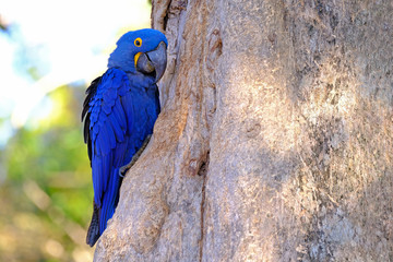 Hyacinth Macaw, Anodorhynchus Hyacinthinus, or Hyacinthine Macaw, Pantanal, Mato Grosso do Sul, Brazil