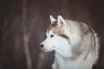 Close-up portrait of free Siberian Husky dog sitting is on the snow in winter forest at sunset on forest background