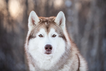 Beautiful, prideful and free Siberian Husky dog sitting on the snow path in the winter forest at sunset.