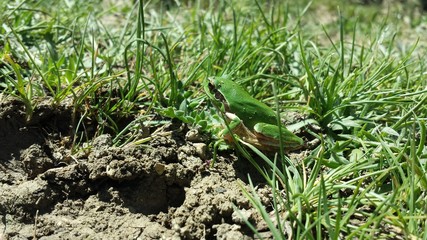 frog01