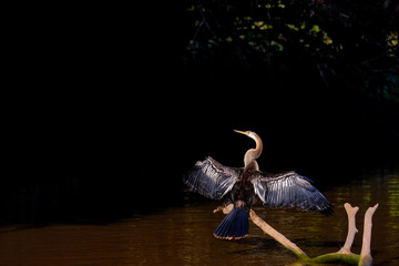 Anhinga, Anhinga Anhinga, also called Snakebird or Darter, Cuiaba River, Pantanal, Mato Grosso do Sul, Brazil
