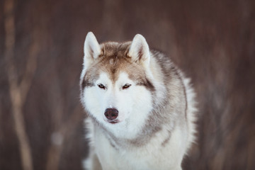 Beautiful and free Siberian Husky dog sitting is on the snow in winter forest at sunset on mountain background