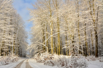piękna zimowa droga w lesie