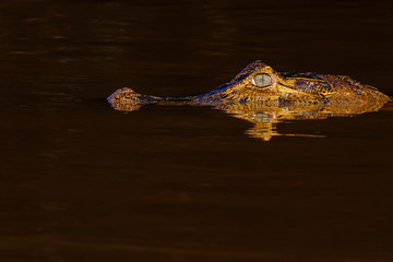 Close up of Yacare Caiman, Caiman Crocodilus Yacare Jacare, swimming in the Cuiaba river, Pantanal, Porto Jofre, Brazil