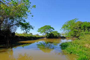 Fototapeta na wymiar Densely forested shores of the Cuiaba river in the brazilian Pantanal, Porto Jofre, Mato Grosso Do Sul, Brazil