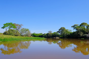 Fototapeta na wymiar Densely forested shores of the Cuiaba river in the brazilian Pantanal, Porto Jofre, Mato Grosso Do Sul, Brazil