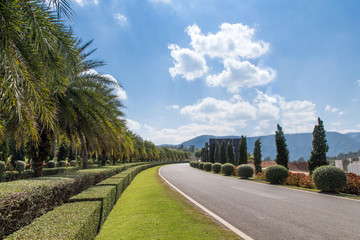 Obraz premium Green tree fence,green field in the garden with blue sky and cloud background