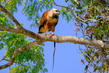 Black-collared Hawk, Busarellus Nigricollis, perched on a tree and eating a snake, Pantanal, Porto Jofre, Brazil