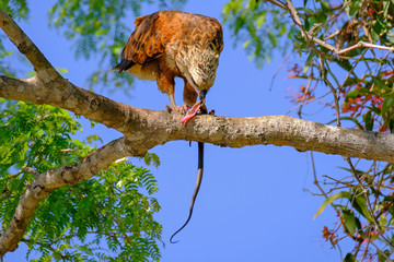 Black-collared Hawk, Busarellus Nigricollis, perched on a tree and eating a snake, Pantanal, Porto Jofre, Brazil