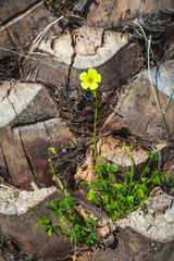 a yellow flower on the palm tree