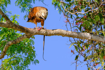Black-collared Hawk, Busarellus Nigricollis, perched on a tree and eating a snake, Pantanal, Porto Jofre, Brazil