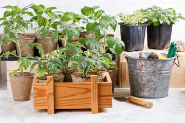Tomato seedlings in peat pots, paprika and herbs seedlings on background. Green sprouts in wooden box.  Gardening concept.