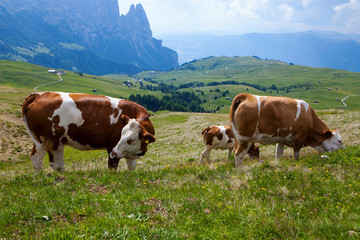 Fototapeta na wymiar Cows on the meadow in Alpe di Siusi in Italy