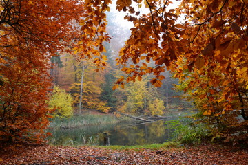 Fototapeta piękna jesień w lesie, jezioro obraz