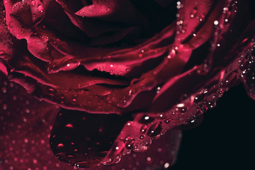 Abstract red background, dew drops on red rose
