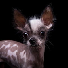 Peruvian hairless and chihuahua mix dog on black