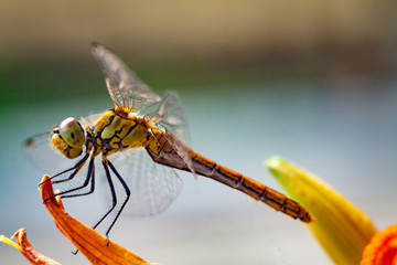Beautiful nature scene dragonfly