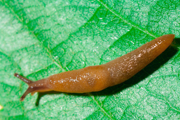 Red Slug on a green leaf