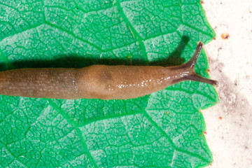 Red Slug on a green leaf