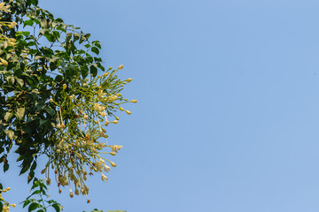 Beautiful indian cork (Millingtonia hortensis Linn.f) flowers on the tree. White flower of Cork Tree, Indian Cork (Millingtonia hortensis) background.