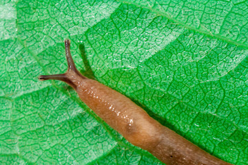 Red Slug on a green leaf