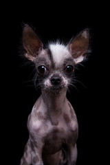 Peruvian hairless and chihuahua mix dog on black