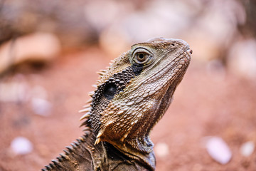 Close up of water dragon on red soil in Australia