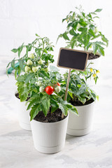 Small bushes of cherry tomatoes grows in a flower pot. Home cultivated potted tomatoes on white background. Gardening concept.