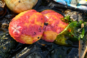 Pink warty sea cucumber