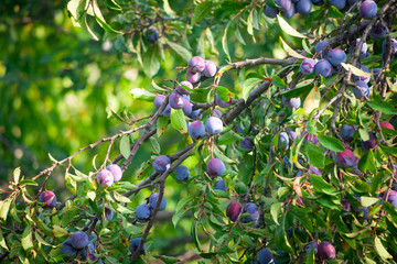 Plum tree with juicy fruits