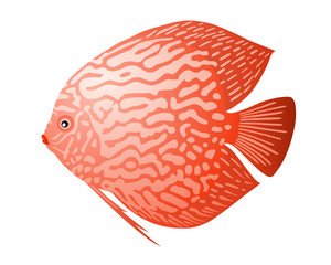 discus fish