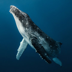 Humpback whale